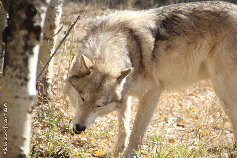 gray wolf in the woods gray wolf in the woods
