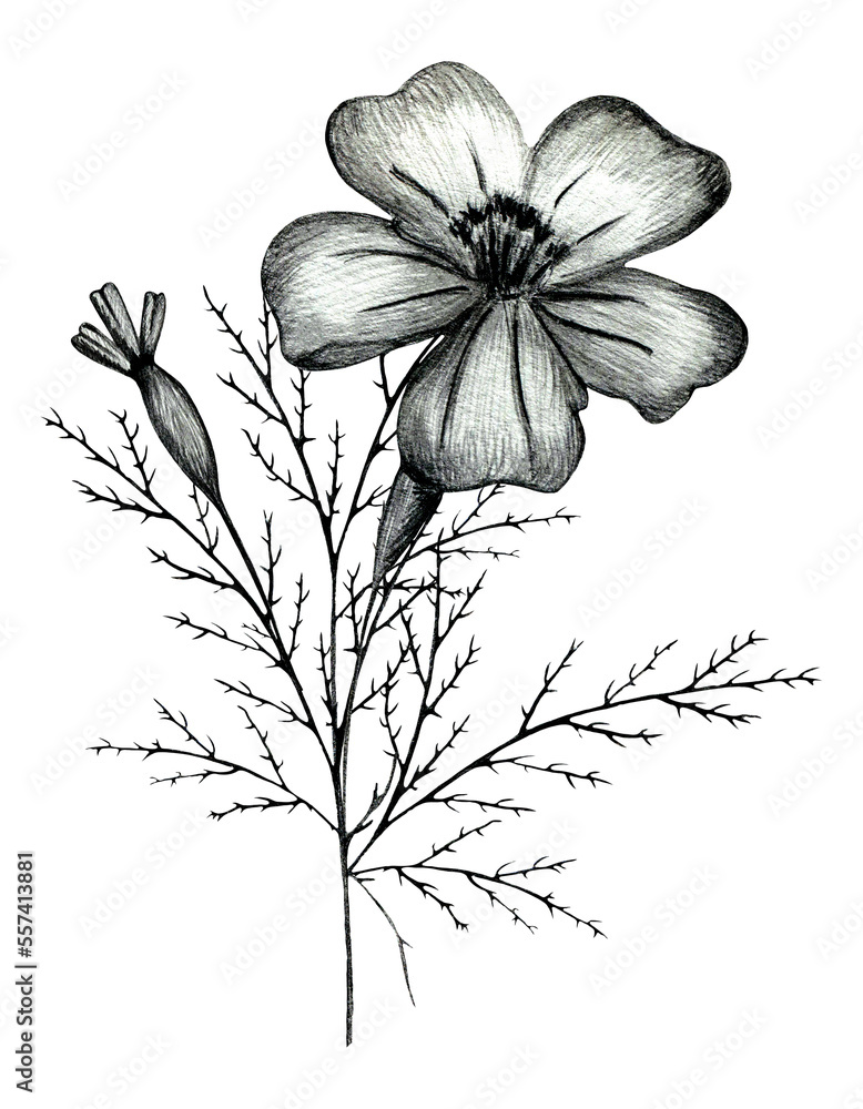 Obraz premium Black and White Hand Drawn Marigold Flower Composition Isolated on White Background. Marigold Flower Composition Drawn by Black Pencil.