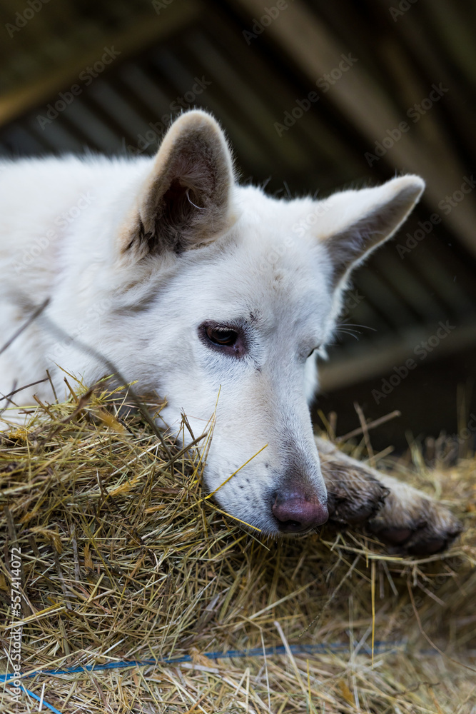 Obraz premium Chien berger blanc suisse sur une botte de paille dans une ferme