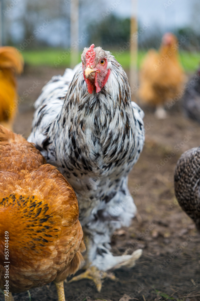 Foto de Poule d'ornement blanche et noire dans la basse-cour d'une