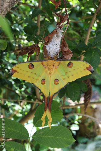 Madagascar Moon moth freshly emerged female photo