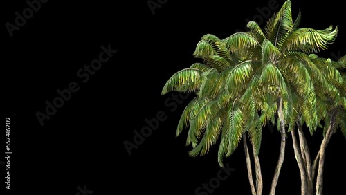 Grove of southern palms