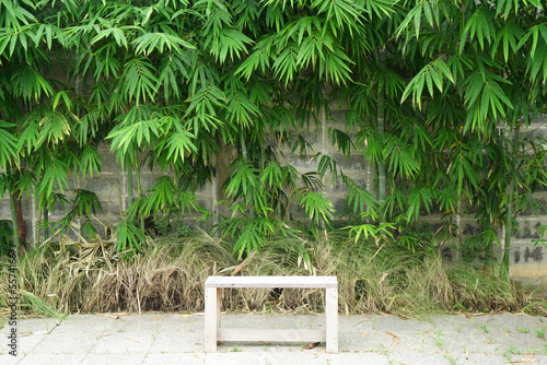 Natural Scene of Bamboo Tree with Wooden chair  
