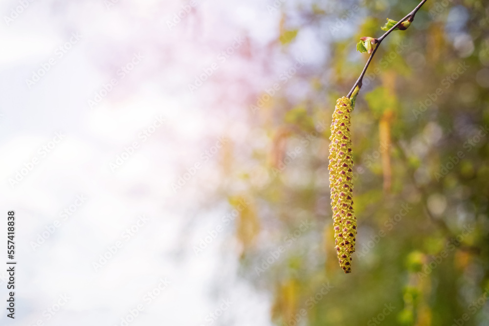 Birch branches with catkins in the spring in sunny weather Birch branches with catkins in the spring in sunny weather