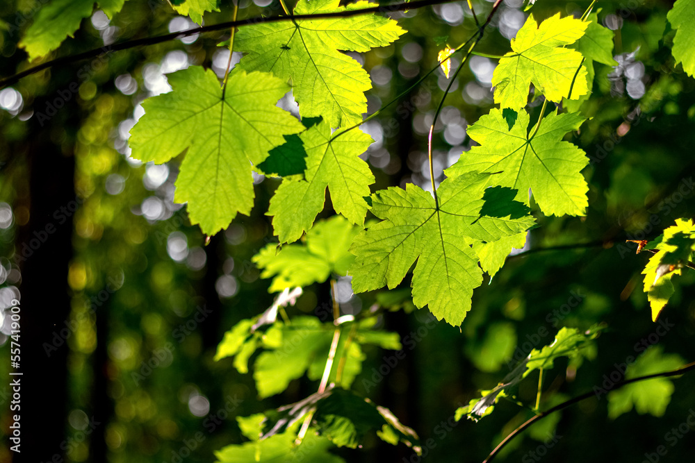 Maple branch with green leaves in the forest in sunny weather Maple branch with green leaves in the forest in sunny weather