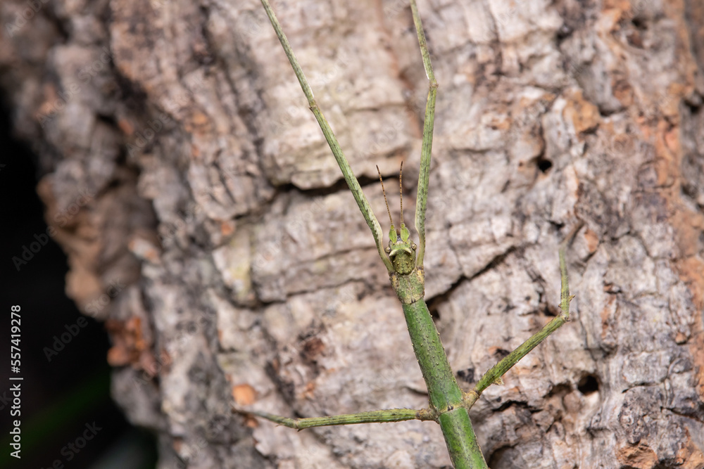 horned stick insect climbing a branch in a terrarium horned stick insect climbing a branch in a terrarium