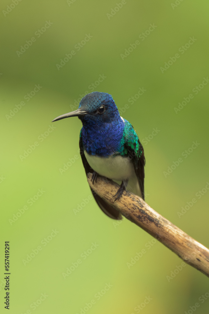Colorful hummingbird of the andes.
White-necked jacobin (Florisuga mellivora)
Common name in Latam: Colibrí collarejo
Colorful hummingbird of the andes.
White-necked jacobin (Florisuga mellivora)
Common name in Latam: Colibrí collarejo