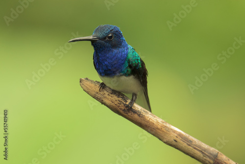 Colorful hummingbird of the andes.
White-necked jacobin (Florisuga mellivora) 
Common name in Latam: Colibrí collarejo

 photo