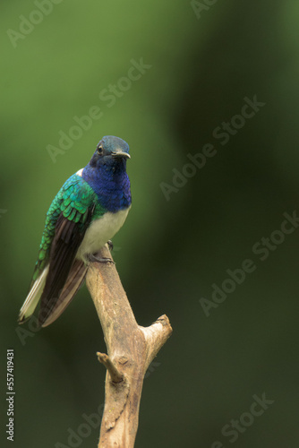 Colorful hummingbird of the andes. White-necked jacobin (Florisuga mellivora) Common name in Latam: Colibrí collarejo