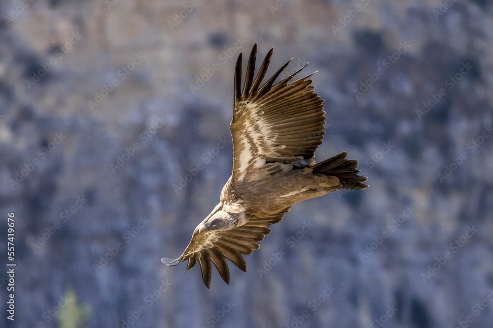 Griffon vulture in flight at Cairo rock, near Remuzat, Provence Griffon vulture in flight at Cairo rock, near Remuzat, Provence