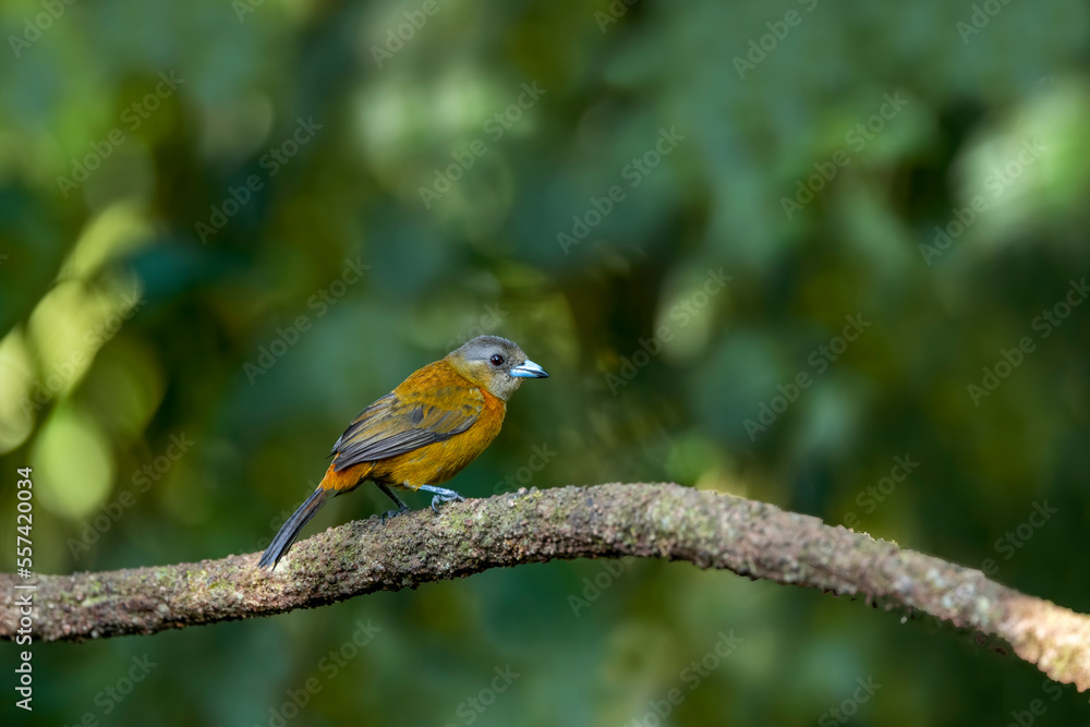 Scarlet-rumped tanager perched on tree branch