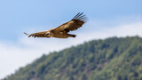 Griffon vulture in flight in the Baronnies against a blue sky