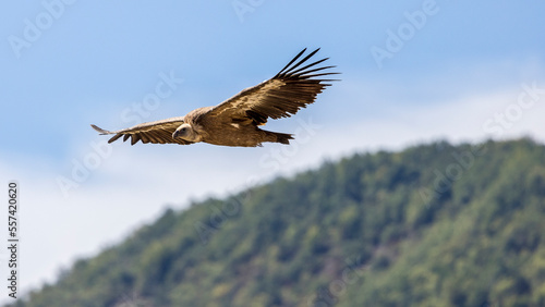 Griffon vulture in flight in the Baronnies against a blue sky © serge