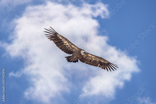 Griffon vulture in flight in the Baronnies against a blue sky