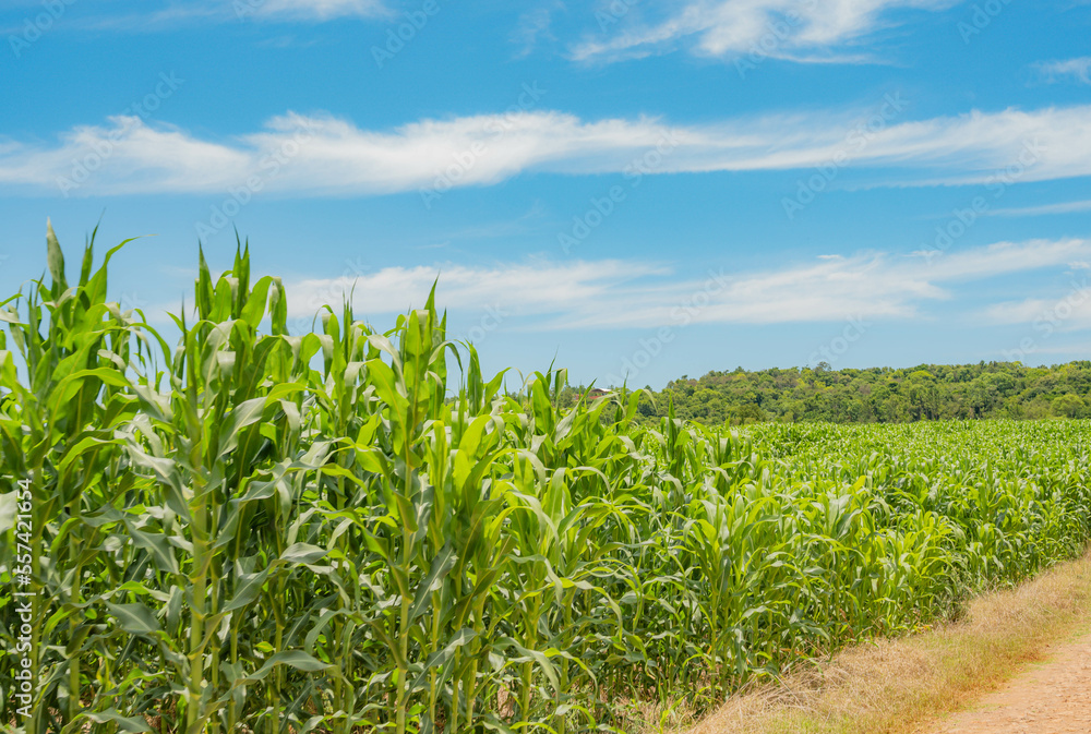 rural life system in Misiones. rural field work in mission colonies. crops of corn, cassava, yerba mate. pasture and cattle production. rural life system in Misiones. rural field work in mission colonies. crops of corn, cassava, yerba mate. pasture and cattle production.