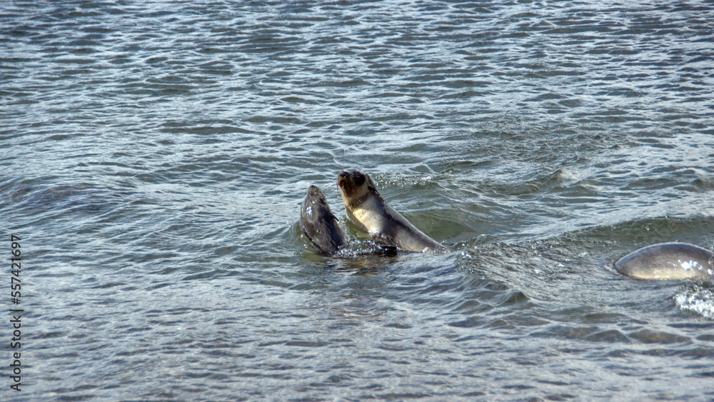 Fototapeta premium Antarctic fur seals (Arctocephalus gazella) swimming off the beach at the old whaling station at Stromness, South Georgia Island