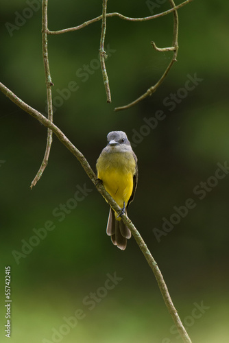 A bird hunting flying insects. Tropical Kingbird. (Tyrannus melancholicus) Common name in Latam: Sirirí