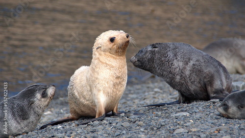 Blonde, or leucistic, Antarctic fur seal pup (Arctocephalus gazella) playing with another seal pup on the beach at the old whaling station at Stromness, South Georgia Island