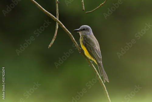 A bird hunting flying insects.
Tropical Kingbird.
(Tyrannus melancholicus)
Common name in Latam: Sirirí photo