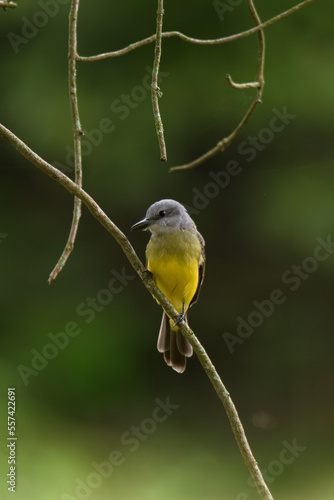 A bird hunting flying insects.
Tropical Kingbird.
(Tyrannus melancholicus)
Common name in Latam: Sirirí photo