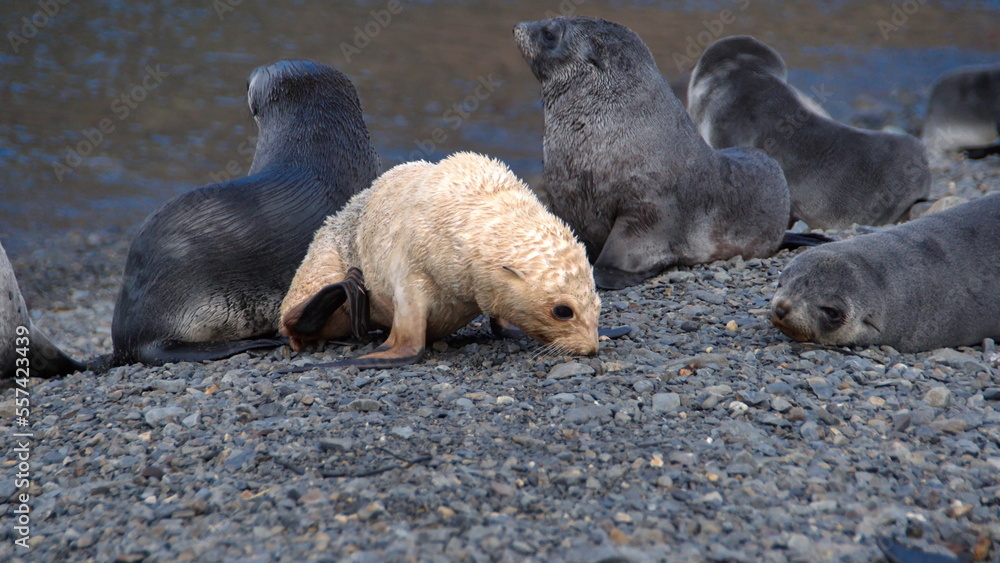 Fototapeta premium Blonde, or leucistic, Antarctic fur seal pup (Arctocephalus gazella) on the beach at the old whaling station at Stromness, South Georgia Island
