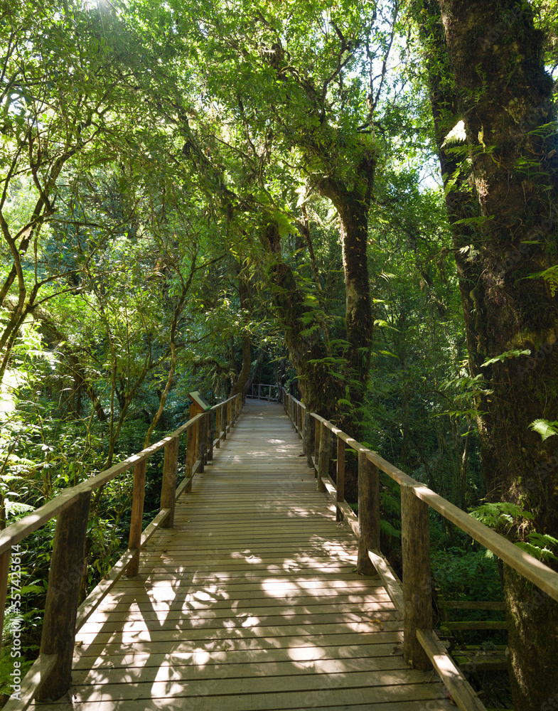 Old tree in cloud forest. Old wooden bridge with green moss plant and tree on sunlight in Rain forest. Doi Inthanon national park. Chiang Mai, Thailand Old tree in cloud forest. Old wooden bridge with green moss plant and tree on sunlight in Rain forest. Doi Inthanon national park. Chiang Mai, Thailand