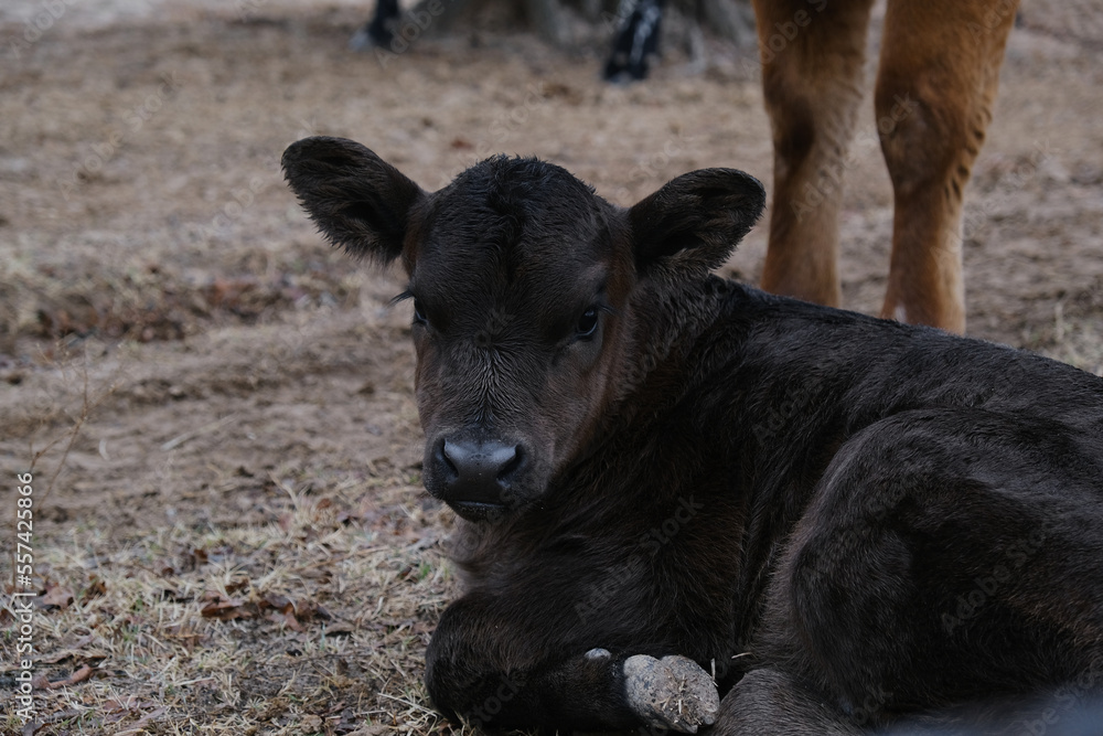 Calf during winter calving season on Texas farm concept closeup. Calf during winter calving season on Texas farm concept closeup.
