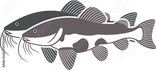 Redtail catfish logo. Isolated redtail catfish on white background