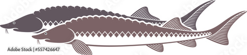 Sturgeon logo. Isolated sturgeon on white background
