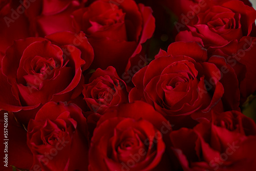 Valentine s Day. Flowers composition. frame made of rose flowers  background.