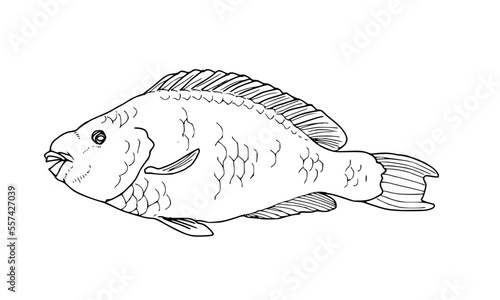 blue parrotfish