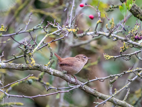 Wren  © Lucy