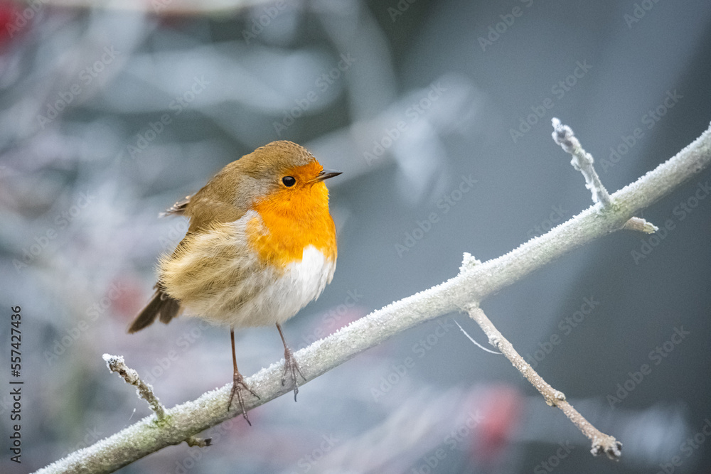 Little robin winter time in the park Little robin winter time in the park