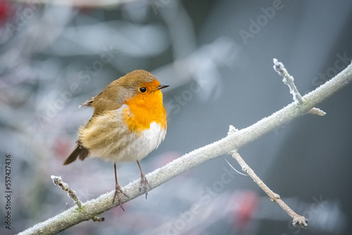 Little robin winter time in the park 