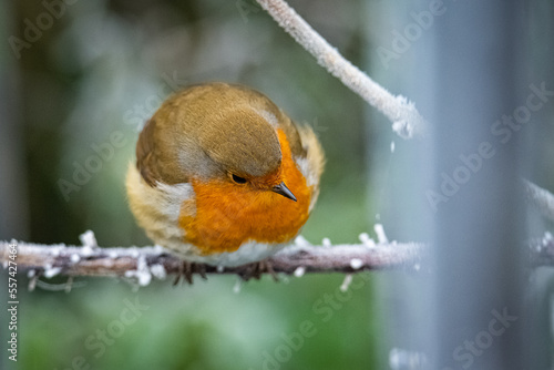 Little robin winter time in the park 