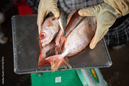 Weighing Red Snapper, White Gloves, Luong Son Vietnam photo