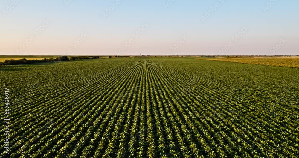 Eco-friendly soybean farming in action, a stunning aerial perspective Eco-friendly soybean farming in action, a stunning aerial perspective