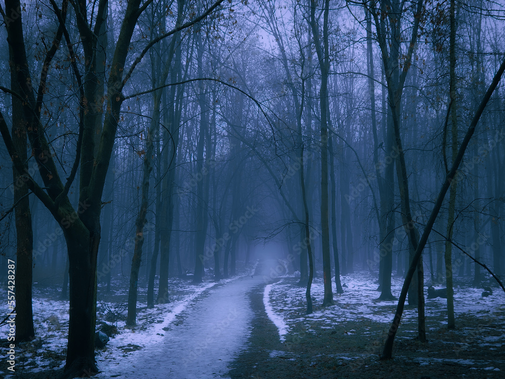 Fototapeta premium Dark mysterious forest with snow at dusk. Path through the evening woods. Silhouettes of leafless trees.