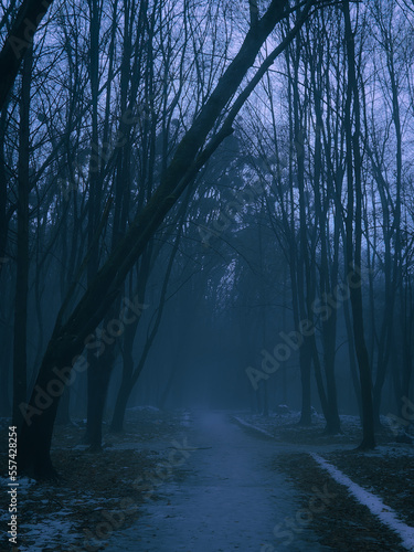 Dark mysterious forest with snow at dusk. Path through the evening woods. Silhouettes of leafless trees.