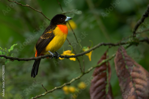 Colourful tropical bird. Flame-rumped tanager (Ramphocelus flammigerus).The female with her beautiful orange and yellow hues, and the male with his black and red plumage.