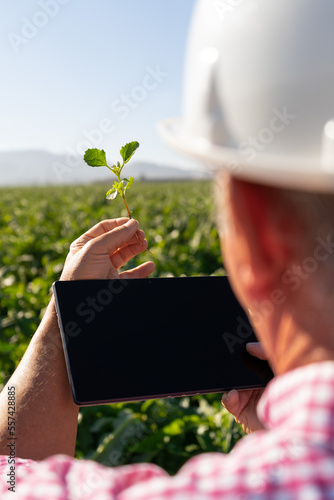 Agronomist checks the quality of a sprout.  tablet in one hand , he compares and analyzes its quality. It is located in a field of sustainable cultivation. Pest control and quality concept photo