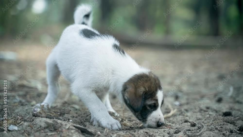 A white cute little puppy sniffing the ground and looking for something. A white cute little puppy sniffing the ground and looking for something.