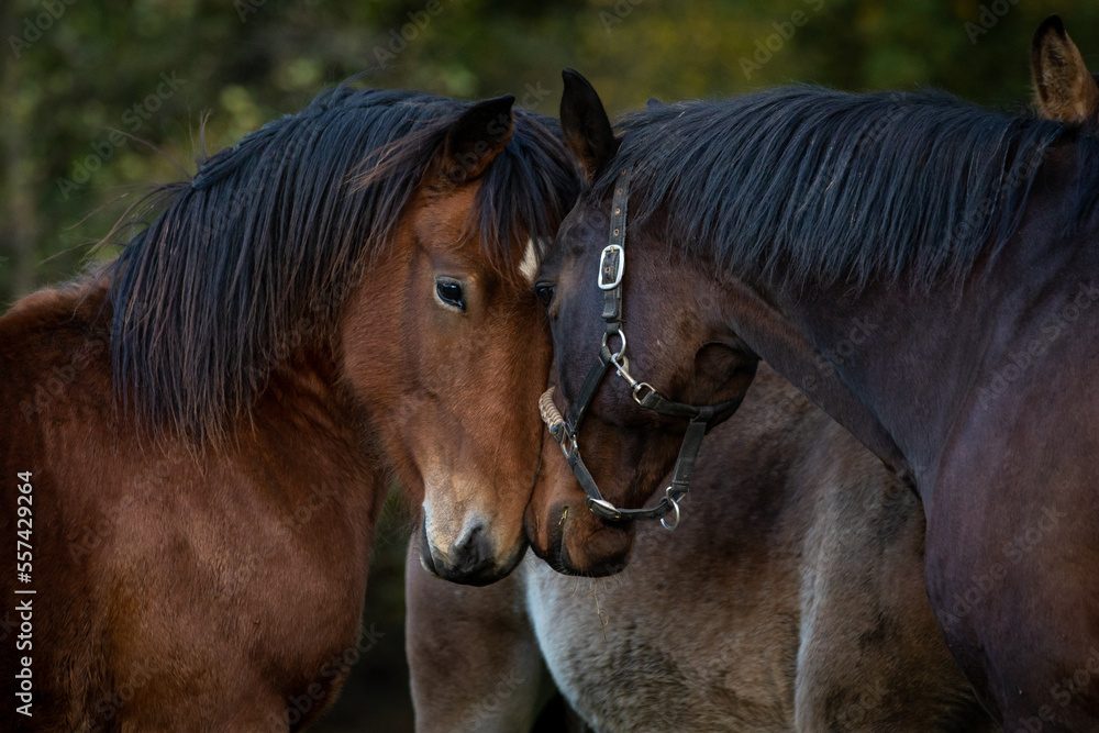 Fototapeta premium Begrüßung unter Pferden
