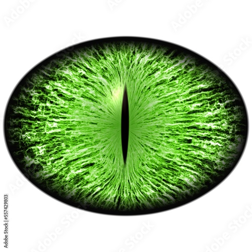 Clear green eye bulb of animal.  with eliptic pupil. Green iris