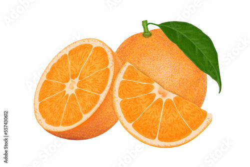 Orange illustration, color painting. © PW.Stocker