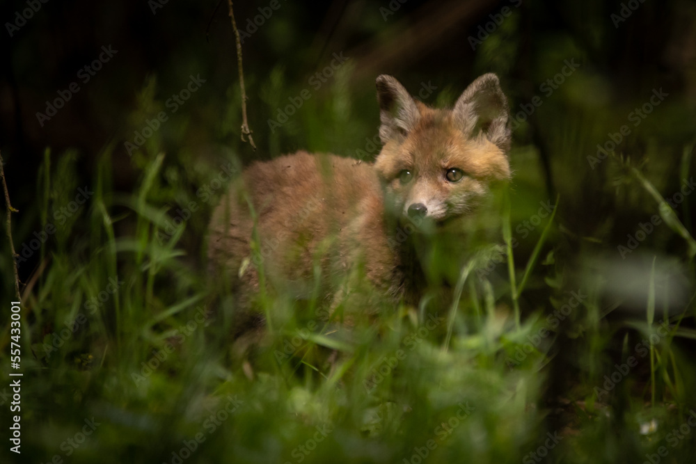 Fuchswelpe im dunklen Wald