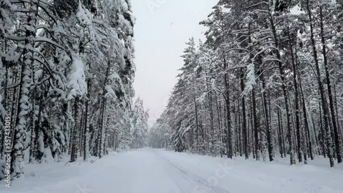 The thick snow on a heavy snow rain fall in the forest during the winter season in Estonia