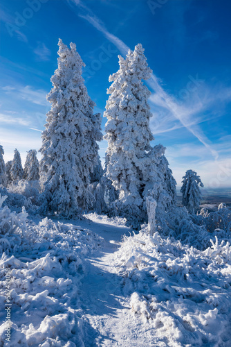 Coniferous trees covered with snow and ice on the Großer Feldberg/Germany in the Taunus