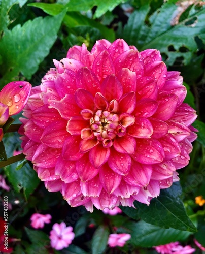 pink dahlia flower