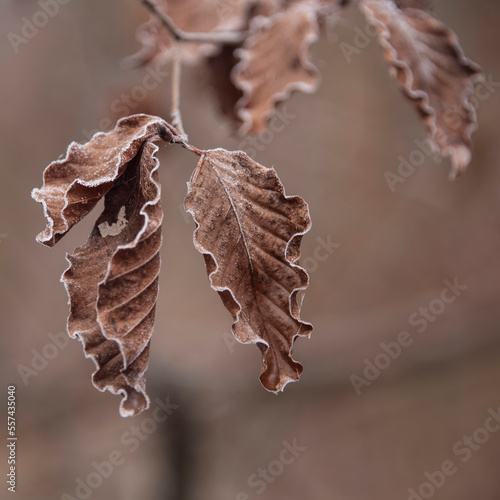 Beautiful close up Winter landscape image of frozen foliage covered in hoarfrost a dawn in English countryside photo